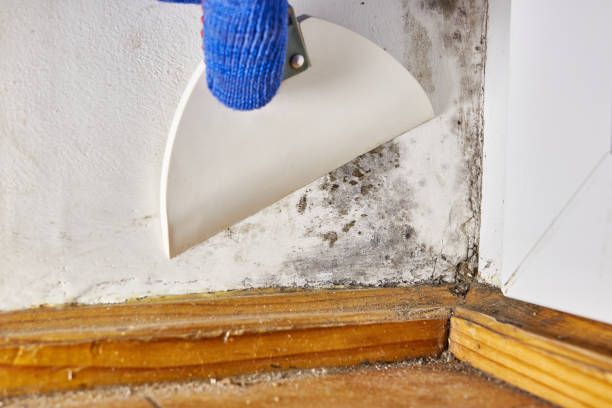 Best Mold Documentation for Insurance Claims  in Iuka, MS