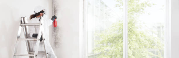 Best Black Mold Removal  in Iuka, MS